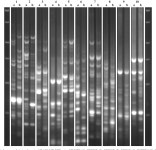 Taxonomic data supporting differences between Allium elmaliense and Allium cyrilli | Semantic Scholar