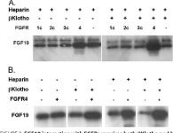 [PDF] Co-receptor Requirements for Fibroblast Growth Factor-19 Signaling* | Semantic Scholar