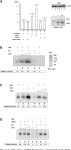 The Cell Cycle Regulatory Factor TAF1 Stimulates Ribosomal DNA Transcription by Binding to the Activator UBF | Semantic Scholar