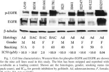 Gefitinib Induces Apoptosis in the EGFRL858R Non–Small-Cell Lung Cancer Cell Line H3255 | Semantic Scholar