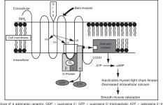 [PDF] Clinical Pharmacology of Bronchodilator Medications | Semantic Scholar