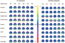 [PDF] N170 or N1? Spatiotemporal differences between object and face processing using ERPs. | Semantic Scholar