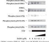 E6201 [(3S,4R,5Z,8S,9S,11E)-14-(Ethylamino)-8, 9,16-trihydroxy-3,4-dimethyl-3,4,9,19-tetrahydro-1H-2-benzoxacyclotetradecine-1,7... 