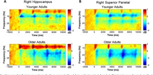 Age-related changes to oscillatory dynamics in hippocampal and neocortical networks | Semantic Scholar