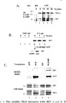 [PDF] The Protein Kinase/Endoribonuclease IRE1α That Signals the Unfolded Protein Response Has a Luminal N-terminal Ligand... 