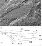 [PDF] CLASSIFICATION OF THE ORDER CNEMIDOLESTIDA (INSECTA: PERLIDEA) WITH DESCRIPTIONS OF NEW TAXA | Semantic Scholar