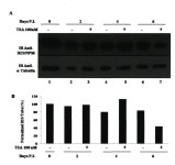 [PDF] Recherche et caractérisation de microARN dérivés des virus de lhépatite C et de limmunodéficience humaine de type 1... 