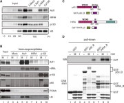 HIRA gene | Semantic Scholar