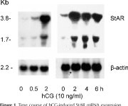 [PDF] Interleukin-1 inhibits Leydig cell steroidogenesis without affecting steroidogenic acute regulatory protein messenger... 