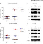 Relationship between IL-10 and PD-L1 in esophageal carcinoma tissues and IL-10 down-regulates PD-L1 expression via Met signaling... 