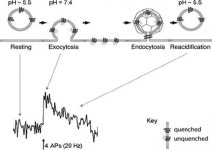 Study of synaptic vesicle cycling during exo- and endocytosis using optical approaches | Semantic Scholar