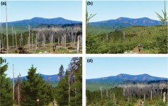 [PDF] Managing bark beetle impacts on ecosystems and society: Priority questions to motivate future research | Semantic Scholar