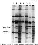 [PDF] PETl 11 Acts in the 5”Leader of the Saccharomyces cereuisiae Mitochondrial COX2 mRNA to Promote Its Translation... 