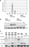 [PDF] The Clp1 Protein Is Required for Clamp Formation and Pathogenic Development of Ustilago maydis[W] | Semantic Scholar
