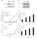 The Highly Homologous T-Box Transcription Factors, TBX2 and TBX3, Have Distinct Roles in the Oncogenic Process. | Semantic Scholar