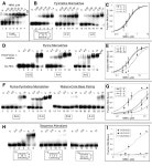 [PDF] MBNL binds similar RNA structures in the CUG repeats of myotonic dystrophy and its pre-mRNA substrate cardiac troponin T.... 