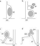 [PDF] Female genital morphology and sperm priority patterns in spiders ( Araneae ) | Semantic Scholar