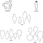 Pluteus section Celluloderma in the U.S.A. | Semantic Scholar