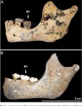 [PDF] Rapid dental development in a Middle Paleolithic Belgian Neanderthal | Semantic Scholar