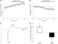 [PDF] Dopamine-Mediated Disinhibition in the CA1 Region of Rat Hippocampus via D3 Receptor Activation | Semantic Scholar