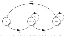 Eubalaena | Semantic Scholar