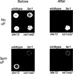 [PDF] Regulation of the mating pheromone and invasive growth responses in yeast by two MAP kinase substrates | Semantic Scholar