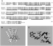 [PDF] The molecular mechanism for the spectral shifts between vertebrate ultraviolet- and violet-sensitive cone visual pigments.... 