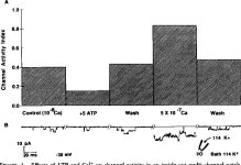 [PDF] Apical K+ channels in Necturus taste cells. Modulation by intracellular factors and taste stimuli | Semantic Scholar