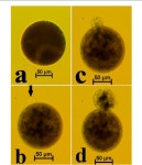 Antiparasitic effect of cynatratoside-C from Cynanchum atratum against Ichthyophthirius multifiliis on grass carp. | Semantic Scholar