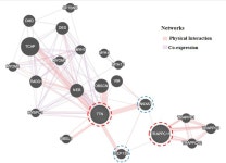 Digenic Variants in the TTN and TRAPPC11 Genes Co-segregating With a Limb-Girdle Muscular Dystrophy in a Han Chinese Family... 