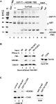 [PDF] Tat competes with HEXIM1 to increase the active pool of P-TEFb for HIV-1 transcription | Semantic Scholar