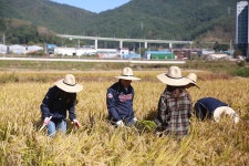 이웃사랑 쌀나눔 추수