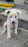 우리동네강아지몽구ㅅ♡4040 - 인스티즈(instiz) 일상 카테고리
