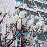 엄궁동 무학다솜타운 시세, 가격, 매매, 전세 | KB시세는 KB부동산 KB부동산