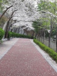 풍덕천동 삼성(1차) 시세, 가격, 매매, 전세 | KB시세는 KB부동산 KB부동산