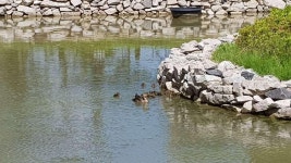 상대동 도안신도시5블럭트리풀시티 시세, 가격, 매매, 전세 | KB시세는 KB부동산 KB부동산