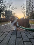 보람동 호려울마을9단지(한양수자인와이즈시티) 시세, 가격, 매매, 전세 | KB시세는 KB부동산 KB부동산