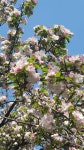 선거날 다들 쉬시나요? 봄꽃 즐기며 향기로운 하루 보내요🌸 | 키노라이츠 커뮤니티