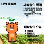 새싹삼