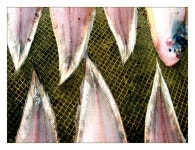 Image 137356 - RaySoda 구딱~~