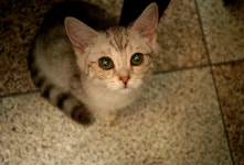 Image 140349 - RaySoda 이더킹