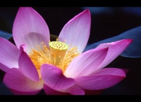 Image 150049 - RaySoda 아임™/金春秋