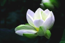Image 23813 - RaySoda 진고개신사