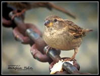 두손모아 (함정규) - RaySoda