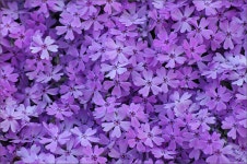 Image 253108 - RaySoda 은어낚시