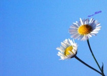 늘~처음처럼^^ - RaySoda