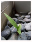 Image 315574 - RaySoda 미또미