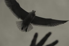 행복한수의사 - RaySoda