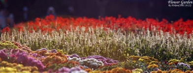 호크마[hokma] - RaySoda