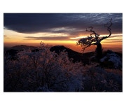 -그린비- - RaySoda